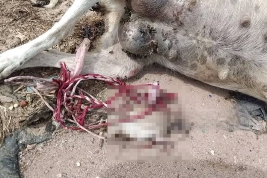 AÑATUYA: brutal caso de maltrato animal conmociona a la ciudad