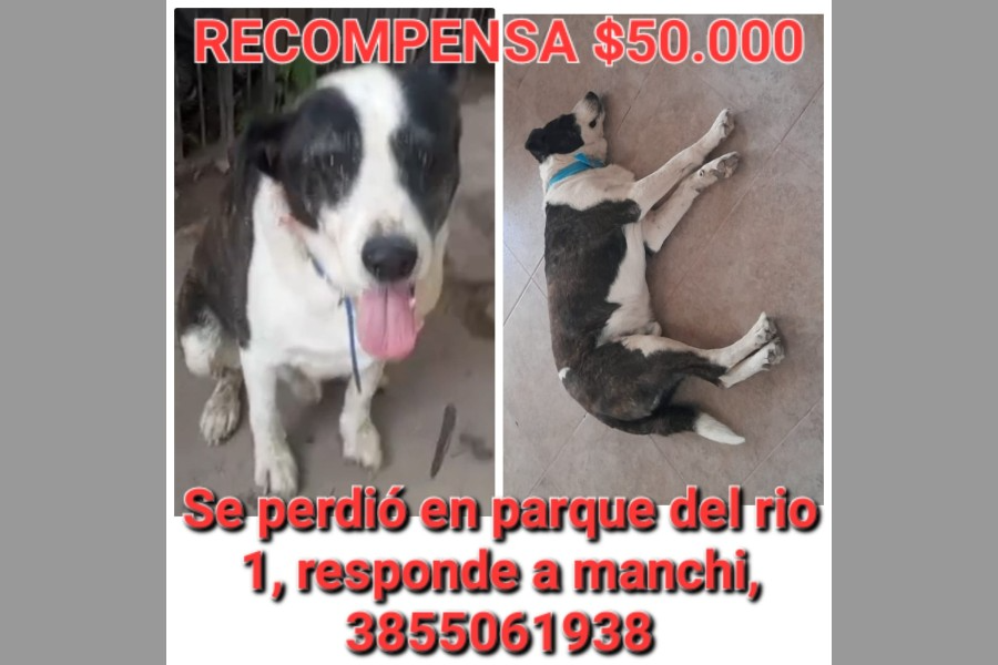 Continúa la busqueda de Manchi, el perro perdido en Parque del Río 1