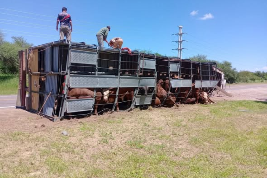 Volcó un camión jaula con ganado en la Ruta Nacional 64 y piden extrema precaución