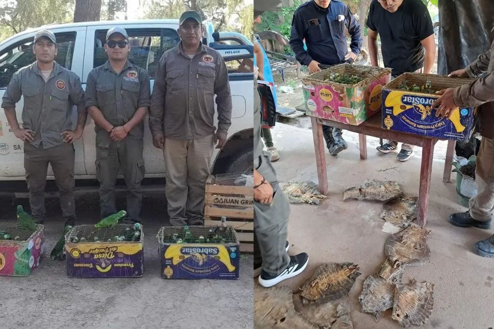 Desbaratan red de tráfico de aves y secuestran pieles de animales en el norte