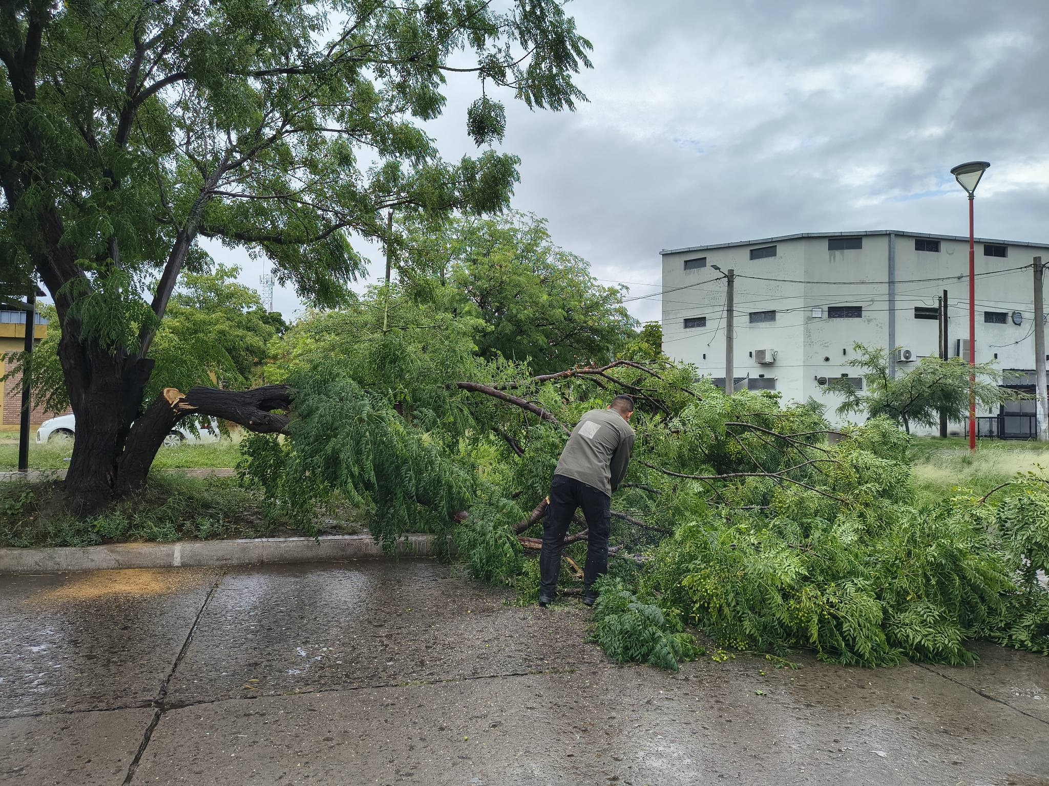 Lo que dejó el temporal: peligro por la caída de árboles gigantes y rápido operativo municipal para despejar las calles