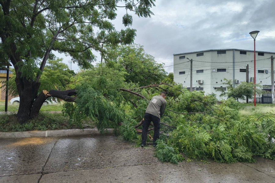 Lo que dejó el temporal: peligro por árboles caídos y el accionar municipal
