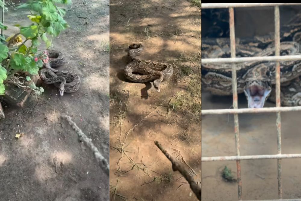 ¡Qué miedo! El "Polaco" Riemersma mostró el rescate de una lampalagua