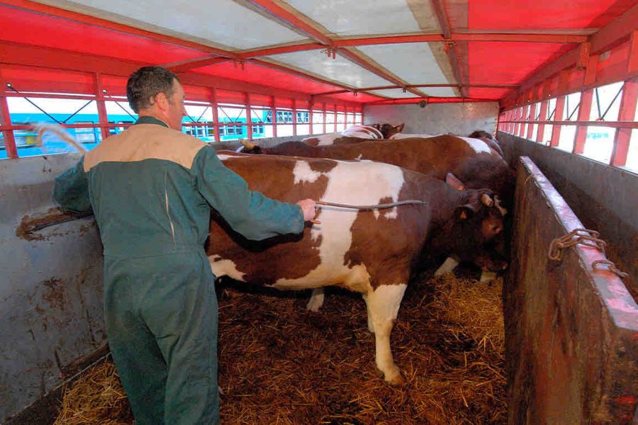 El subcomisario de Malbrán, preso por intentar "mover" a Córdoba decenas de vacunos