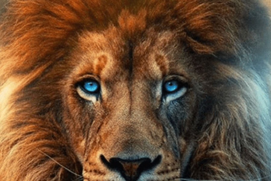 INFORME EXCLUSIVO NUEVO DIARIO: Selva política argentina: Si el animal deja de ser metáfora