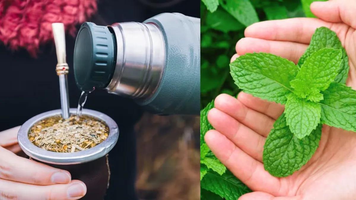 Mate con menta: la hierba que da energía, mejora la concentración y cuida el estómago