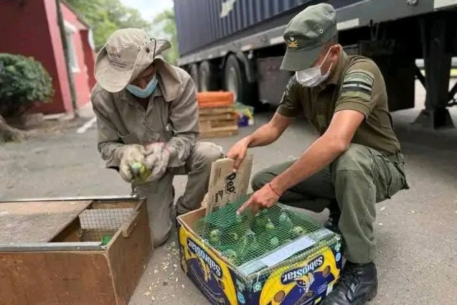 Rescatan más de 500 animales silvestres que eran trasladados ilegalmente desde Santiago del Estero