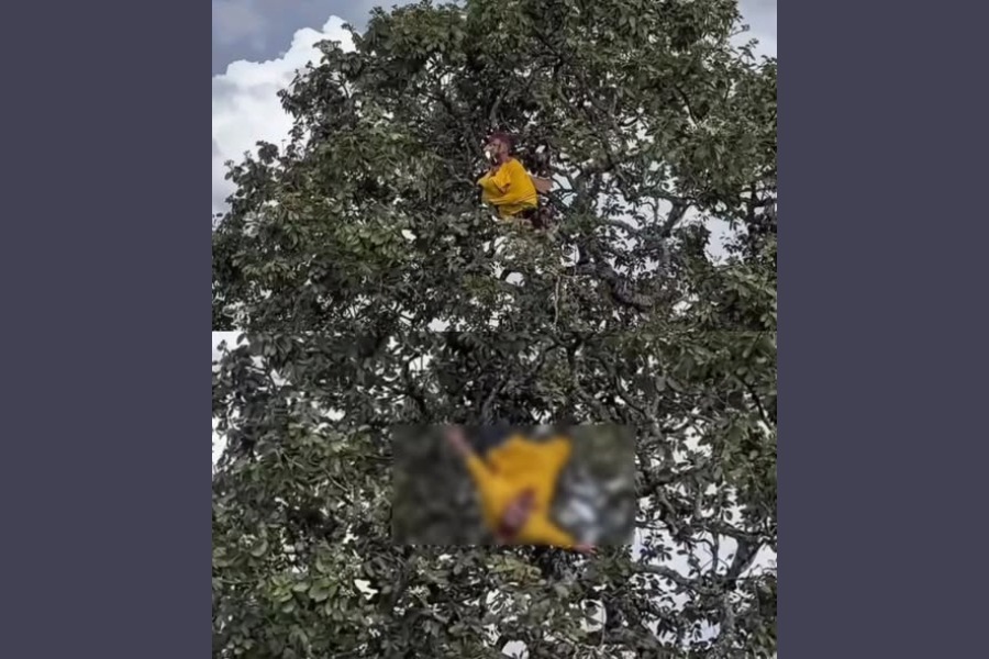 Un joven que se autopercibe com loro sufrió una fractura tras caer de un árbol de más de 20 metros