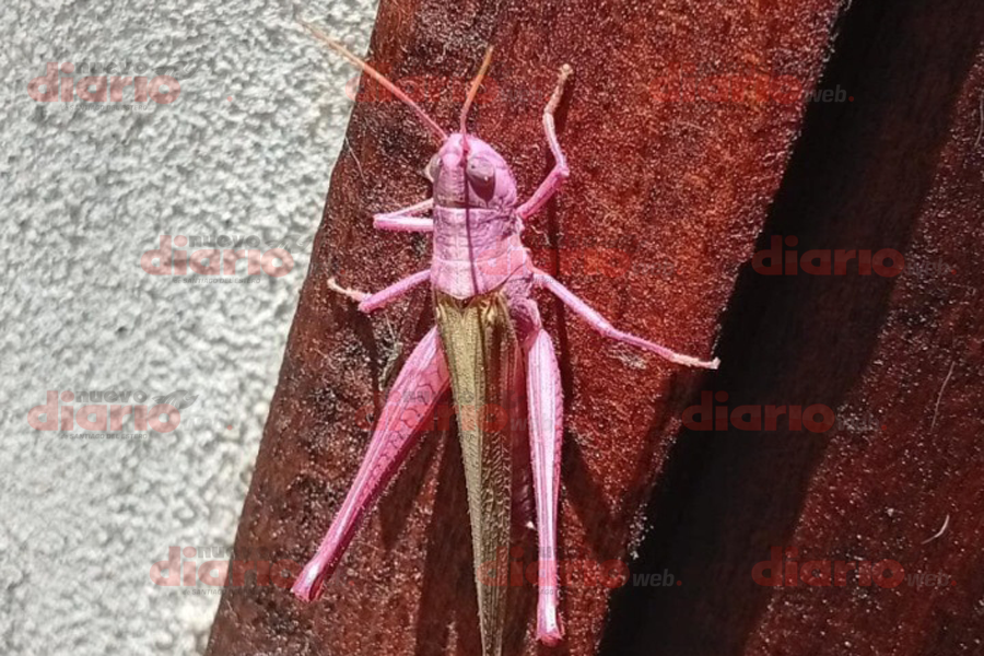 Insólito hallazgo en Forres: una langosta rosa que es "presa fácil" para los depredadores