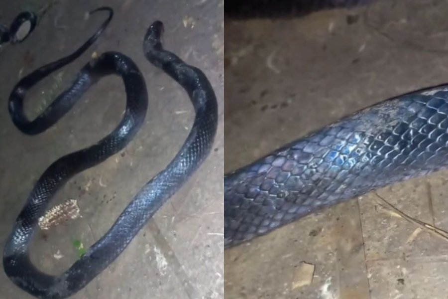 Susto en Sachayoj por la aparición de una serpiente de casi dos metros