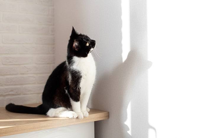 ¿Por qué los gatos se quedan mirando a la pared? La explicación de los expertos