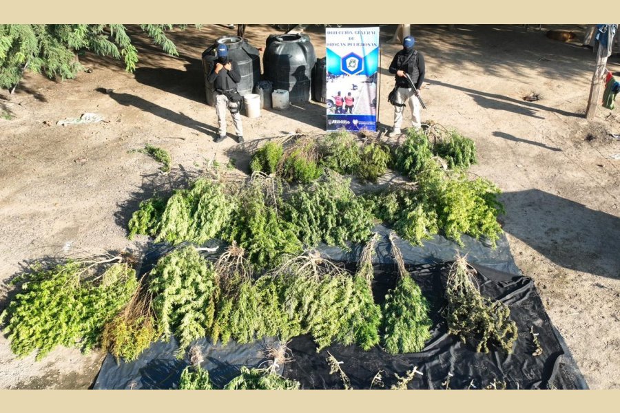 Descubren un centro de cultivo y venta de marihuana cerca de Clodomira