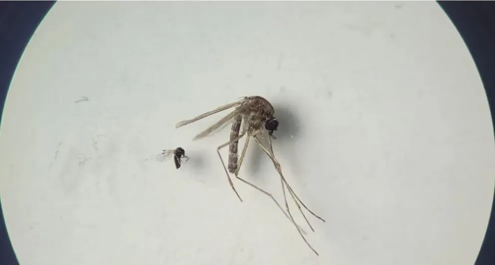 Alerta epidemiológica: la fiebre Oropouche se expande en Sudamérica y pone en guardia a la Argentina