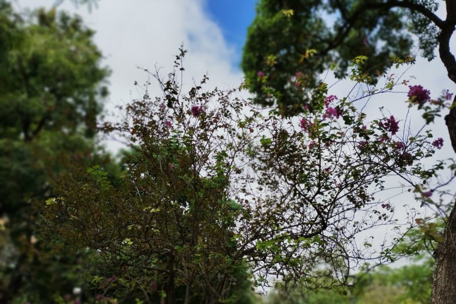 Lunes de calor sofocante en Santiago: la máxima llegará a los 36° y se esperan fuertes ráfagas de viento
