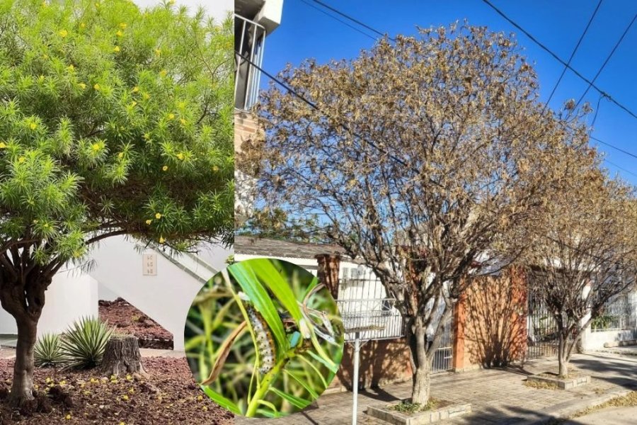 Hojas desteñidas, orugas en la ropa y ¿telas de araña?: el fenómeno que afecta los árboles santiagueños